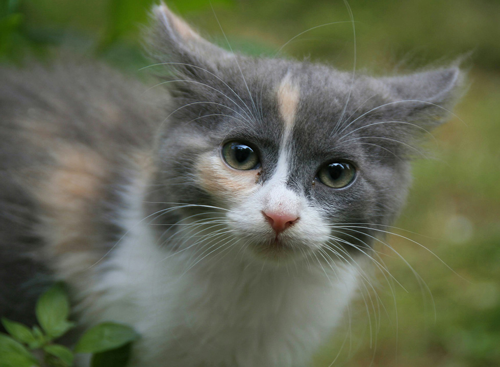 Cat named Chester up for adoption.